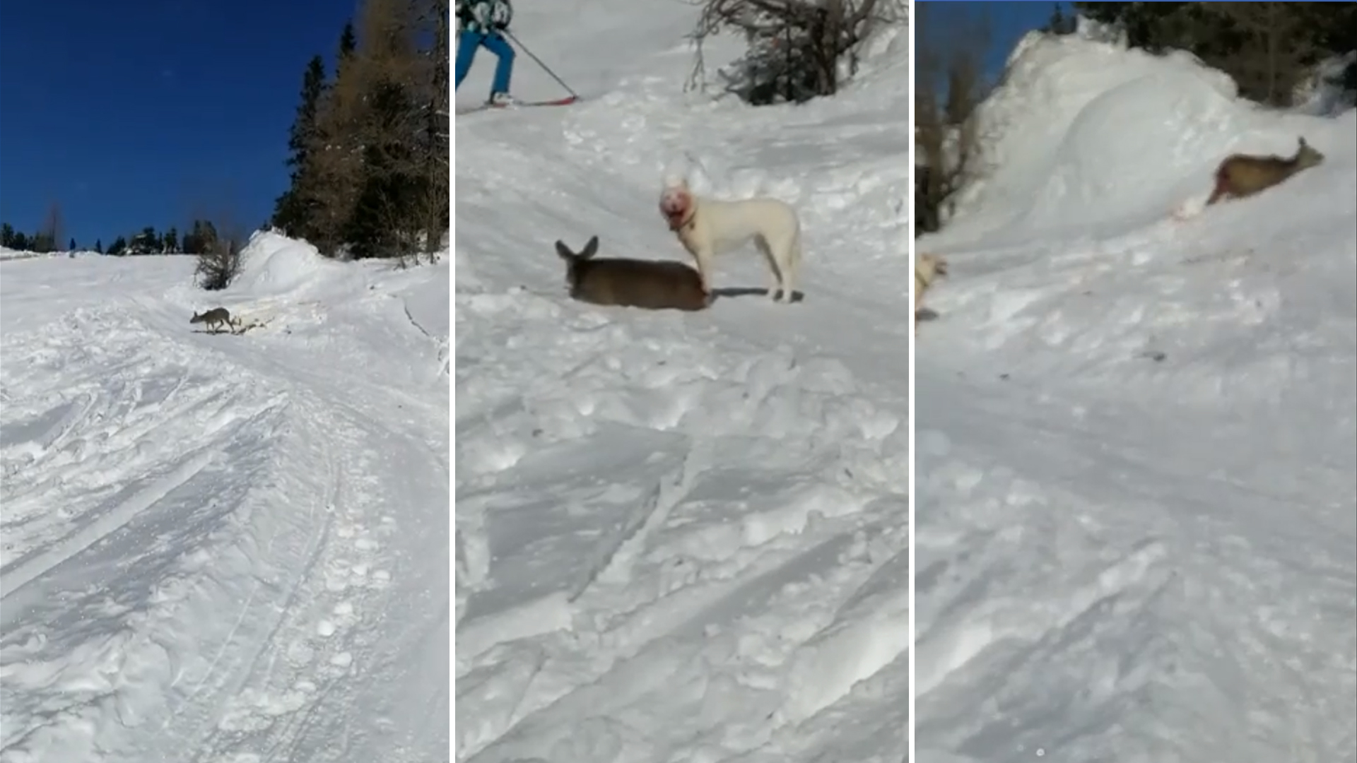 Hund Reißt Reh Auf Skipiste Antenne Kärnten 2811